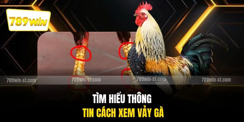 Tìm hiểu thông tin cách xem vảy gà